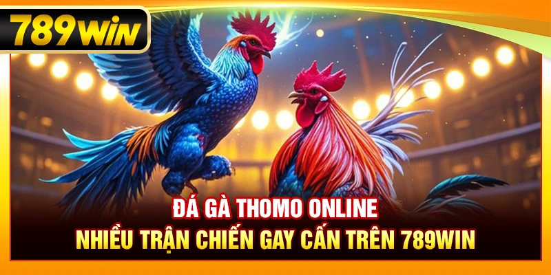 Đá Gà Thomo Online – Nhiều Trận Chiến Gay Cấn Trên 789WIN