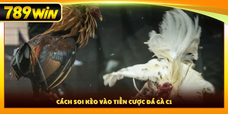 Cách soi kèo vào tiền cược đá gà C1