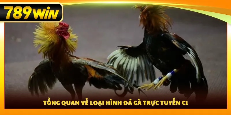 Tổng quan về loại hình đá gà trực tuyến C1